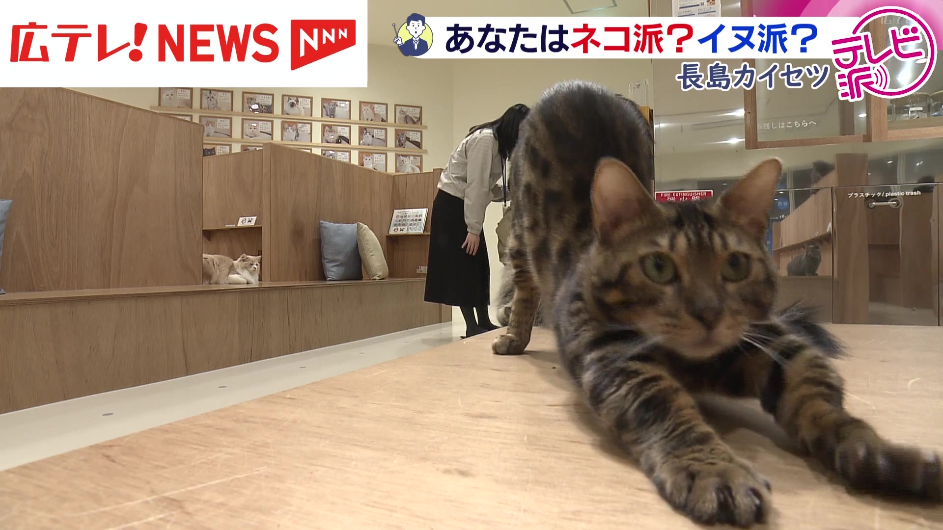 ネコが経済効果をもたらす？ 2月22日はネコの日 長島カイセツ（広島