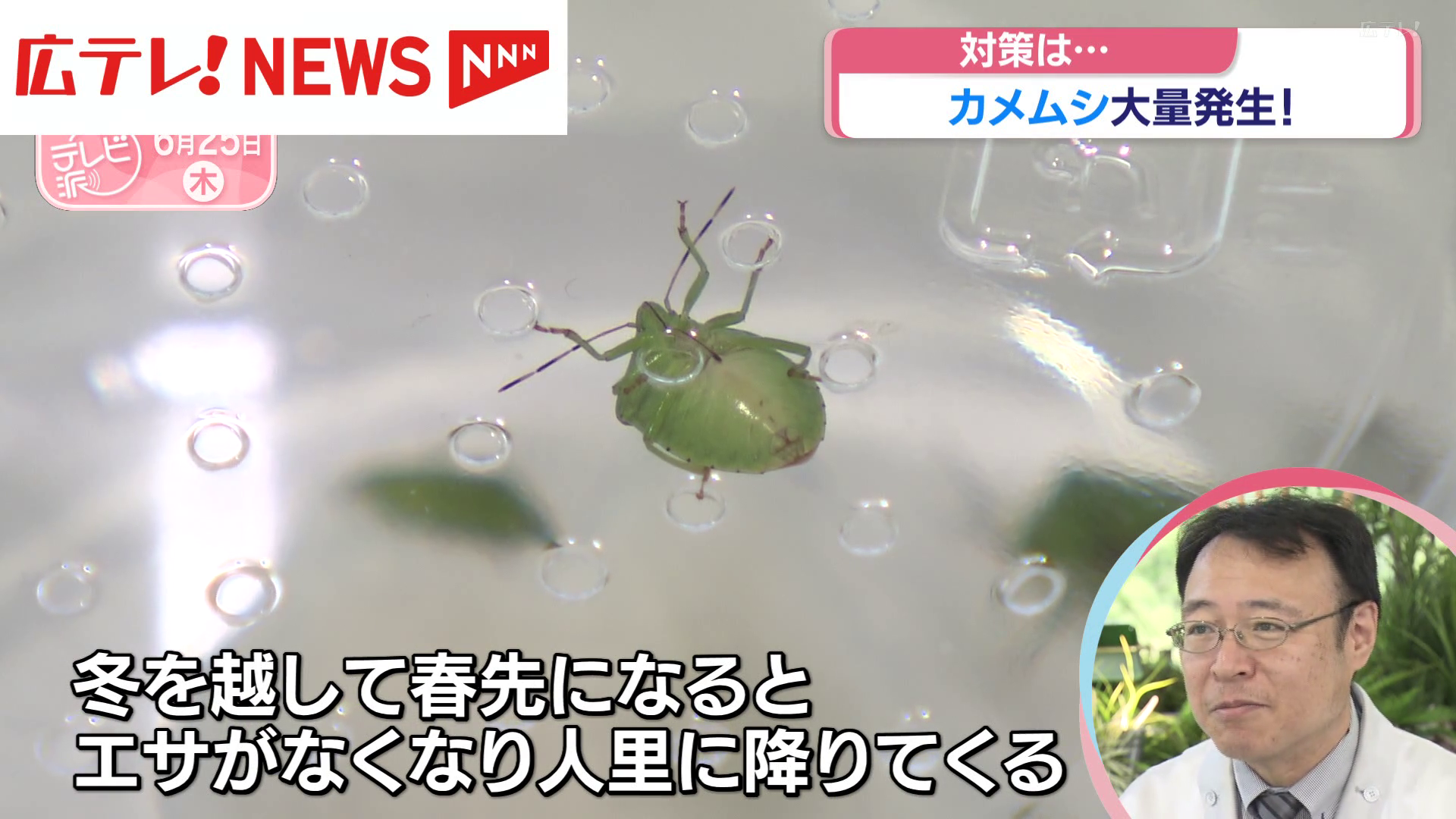 カメムシ大量発生に注意 高校生による対策研究が話題に（広島テレビ