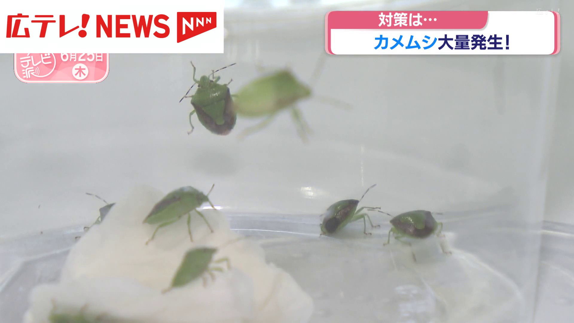 カメムシ大量発生に注意 高校生による対策研究が話題に（広島テレビ