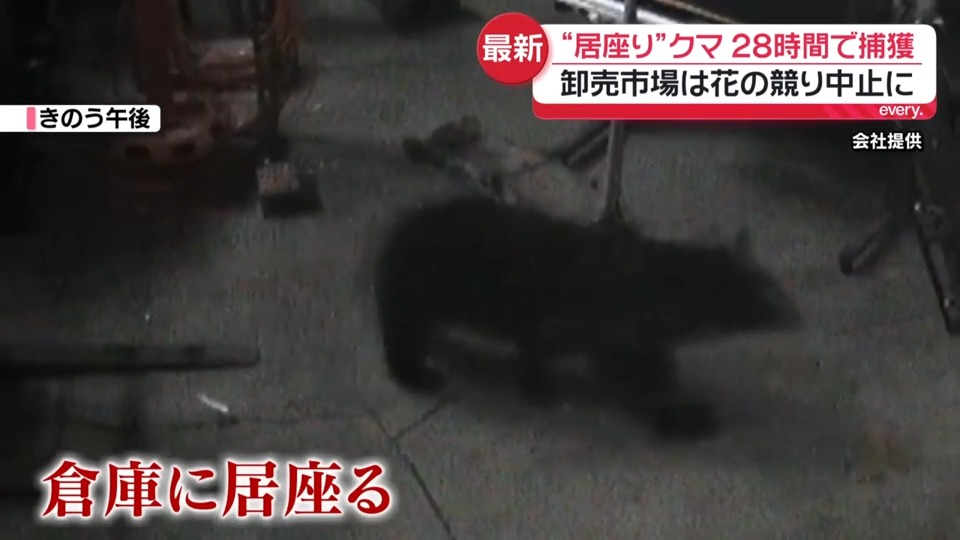 居座りクマ、28時間で捕獲 秋田市の卸売市場は花の競り中止に（日テレ