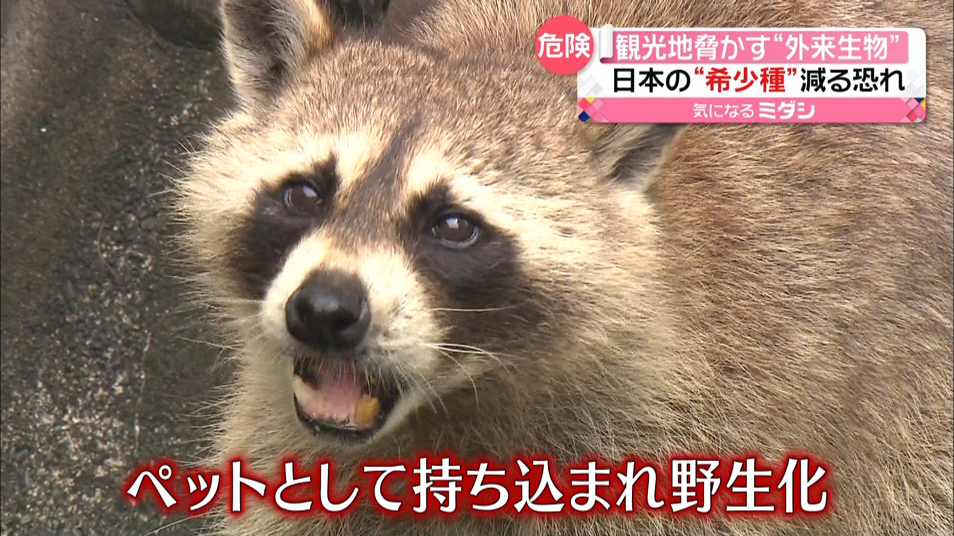 サンショウウオへの食害が…」熊本で“外来生物”アライグマの目撃相次ぐ