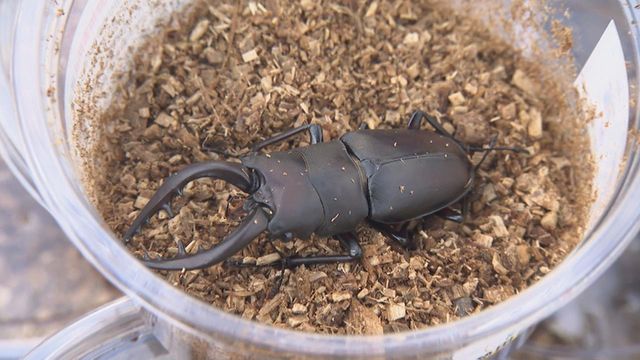 特殊詐欺の被害をノコギリで