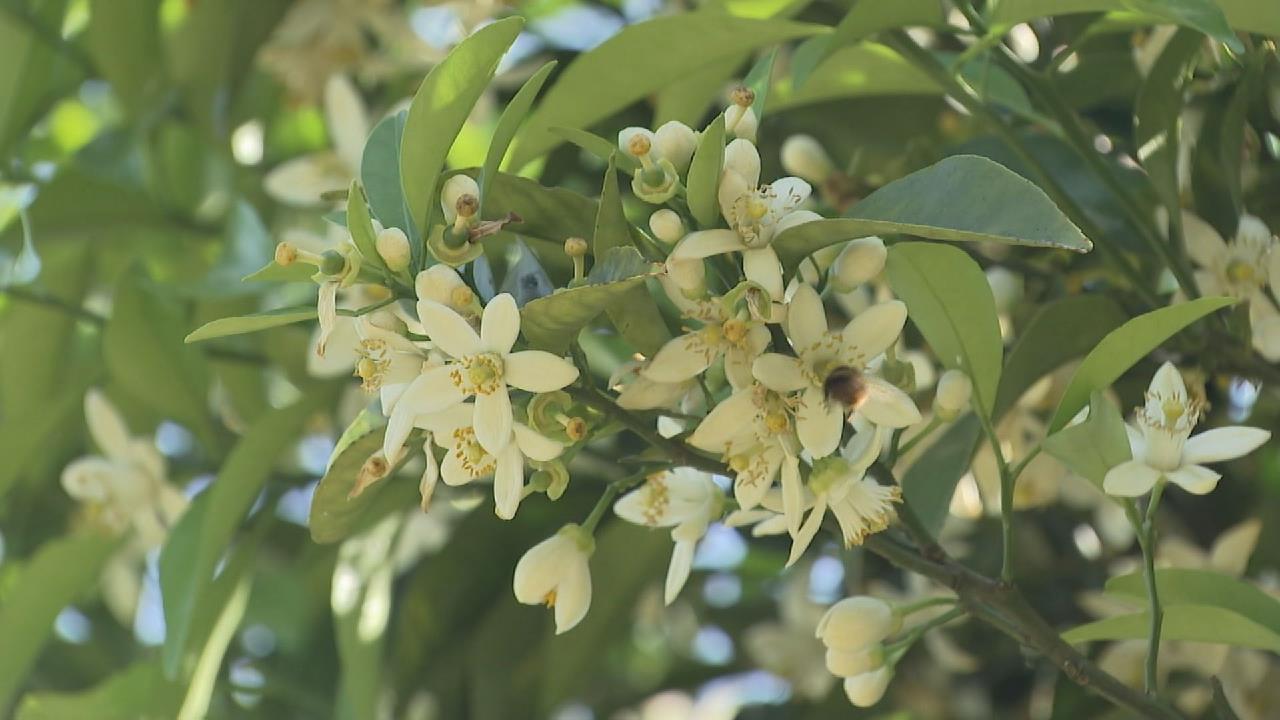 枝いっぱいに咲くかわいらしい白い花 ”甘夏みかんの花”が見頃 三重