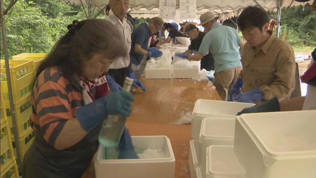 豪雪地帯の特産品「雪中酒」の出荷作業 今年は雪が少なく雪を使った冷蔵設備で貯蔵 岐阜・飛騨市
