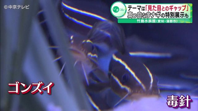 テーマは「見た目とのギャップ」 真っ白なウナギの特別展示も 竹島水族館（愛知・蒲郡市）