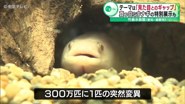 テーマは「見た目とのギャップ」 真っ白なウナギの特別展示も 竹島水族館（愛知・蒲郡市）