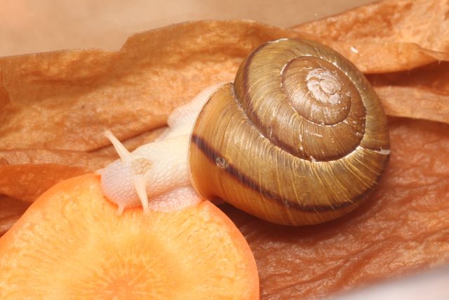 殻の中まで真っ白な“アルビノ”のカタツムリ　豊橋市自然史博物館で公開　ニンジンを食べて元気に成長中