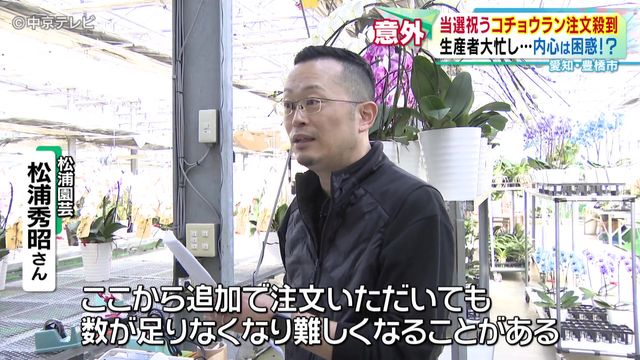 当選祝うコチョウランの注文急増　生産が追いつかない事態に　愛知・豊橋市