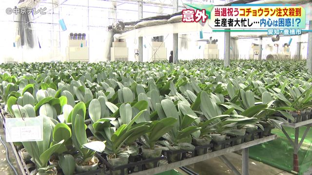 当選祝うコチョウランの注文急増　生産が追いつかない事態に　愛知・豊橋市