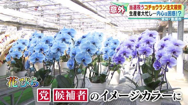 当選祝うコチョウランの注文急増　生産が追いつかない事態に　愛知・豊橋市