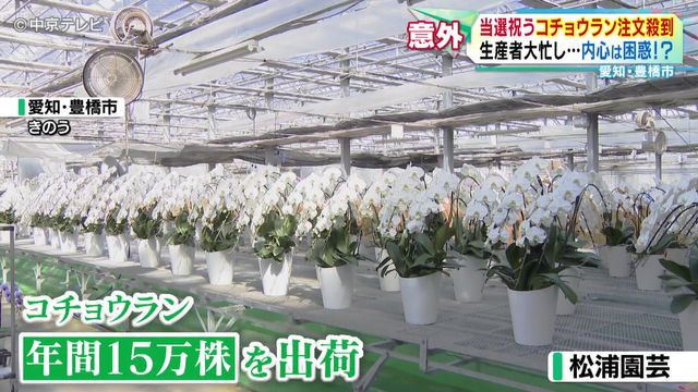 当選祝うコチョウランの注文急増　生産が追いつかない事態に　愛知・豊橋市