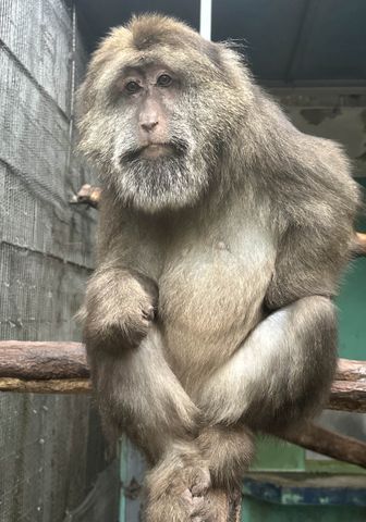 日本モンキーセンター、「チベットモンキー」4頭が横浜にお引っ越し 同園展示はゼロへ...4頭そろっての展示は3月7日まで【動画あり】