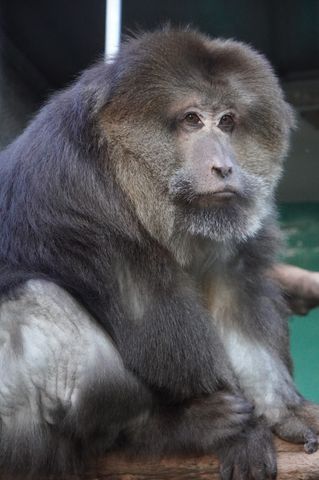 日本モンキーセンター、「チベットモンキー」4頭が横浜にお引っ越し 同園展示はゼロへ...4頭そろっての展示は3月7日まで【動画あり】