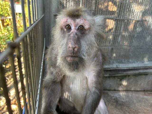 日本モンキーセンター、「チベットモンキー」4頭が横浜にお引っ越し 同園展示はゼロへ...4頭そろっての展示は3月7日まで【動画あり】