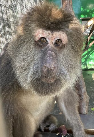 日本モンキーセンター、「チベットモンキー」4頭が横浜にお引っ越し 同園展示はゼロへ...4頭そろっての展示は3月7日まで【動画あり】