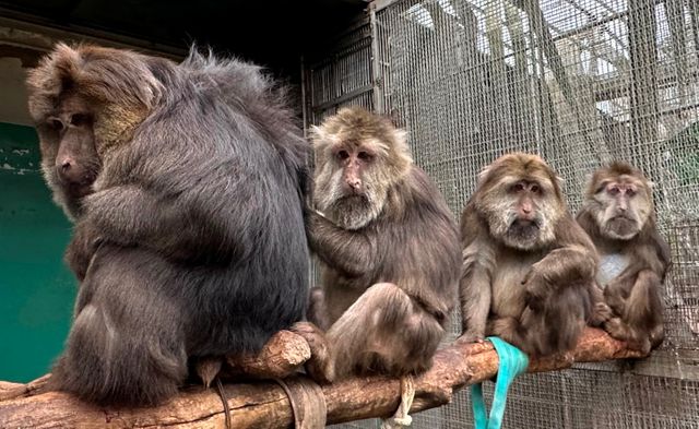 日本モンキーセンター、「チベットモンキー」4頭が横浜にお引っ越し 同園展示はゼロへ...4頭そろっての展示は3月7日まで【動画あり】