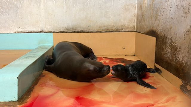 竹島水族館でオタリアの赤ちゃん誕生　スタッフも近寄れないほど…母親「ラブ」が献身的に子育て中　夏休み中のお披露目を目指す　愛知・蒲郡市