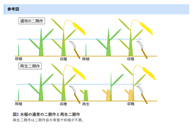 暑さに強く収量の多いイネ「にじのきらめき」と一石二鳥の「再生二期作」でコメ問題の打開へ 農業技術開発者、愛知・岐阜のコメ生産者の模索