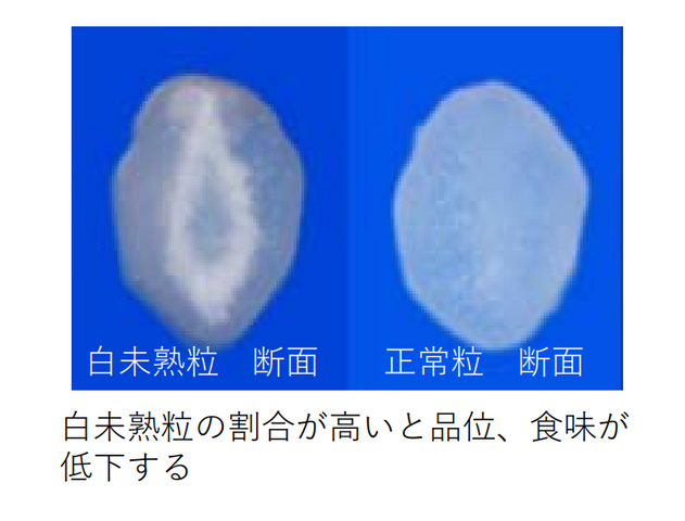 暑さに強く収量の多いイネ「にじのきらめき」と一石二鳥の「再生二期作」でコメ問題の打開へ 農業技術開発者、愛知・岐阜のコメ生産者の模索