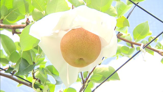 夏の味覚「梨」の収穫はじまる ルビ 愛知・安城市