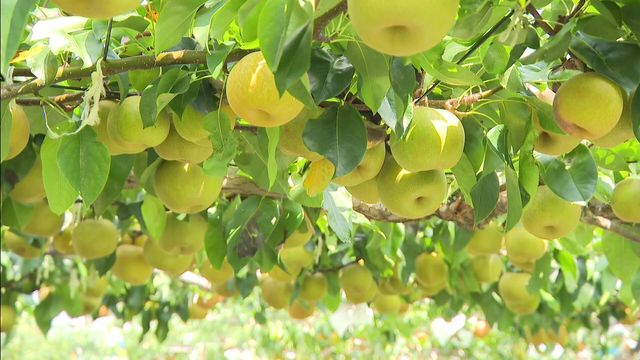 夏の味覚「梨」の収穫はじまる ルビ 愛知・安城市