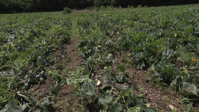 台風後の梅雨に農家困惑　茎ぽっきり約700万円の被害に完熟ブルーベリーは割れる