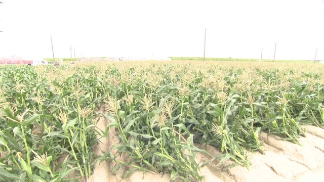 台風後の梅雨に農家困惑　茎ぽっきり約700万円の被害に完熟ブルーベリーは割れる
