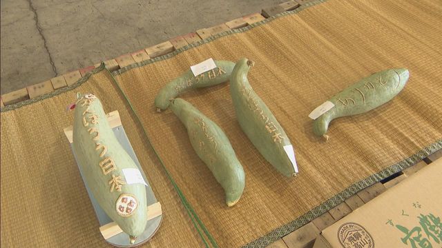 特産品「宿儺かぼちゃ」の品評会　農家が持ち寄った52点が出品　岐阜・高山市