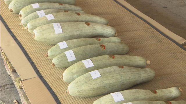 特産品「宿儺かぼちゃ」の品評会　農家が持ち寄った52点が出品　岐阜・高山市