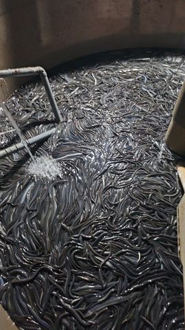津島のウナギは陸で育つ⁉　放置された農業用温室を利活用し、ウナギの陸上養殖を手がける「つしま鰻」。約１年間で事業を本格化し次々と出荷　愛知・津島市
