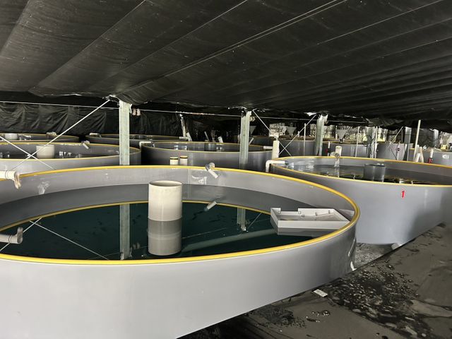 津島のウナギは陸で育つ⁉ 放置された農業用温室を利活用し、ウナギの陸上養殖を手がける「つしま鰻」。約1年間で事業を本格化し次々と出荷 愛知・津島市