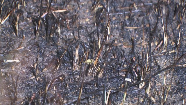 【放火か】空き家の枯れ草などが燃える火事 付近では3月にも不審火 愛知・半田市