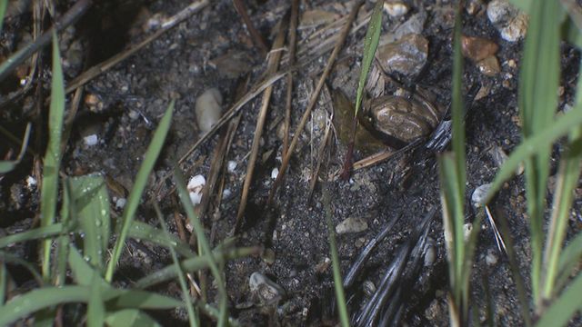 【放火か】空き家の枯れ草などが燃える火事 付近では3月にも不審火 愛知・半田市