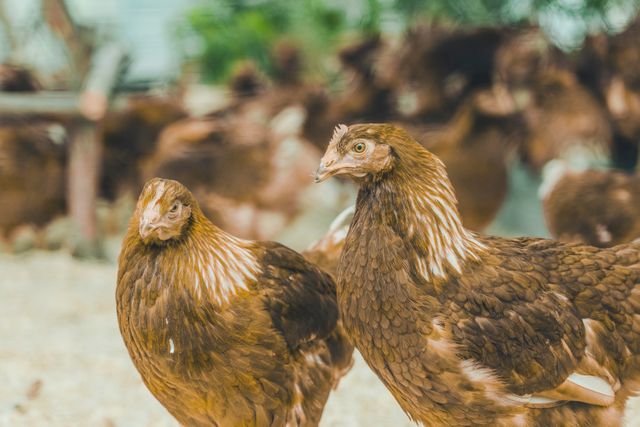 「なぜSNOWSは冬だけ？」アムール・デュ・ショコラの人気スイーツ、おいしさのヒントは“放牧酪農”　循環型再生農場でエコな素材づくり