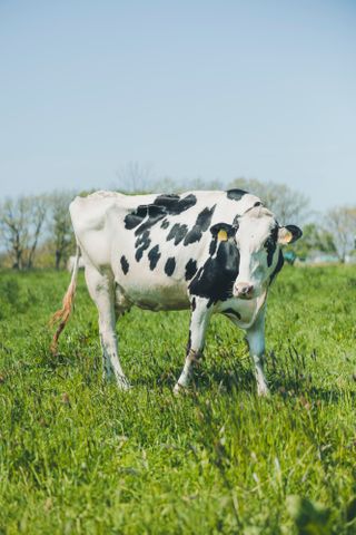 「なぜSNOWSは冬だけ？」アムール・デュ・ショコラの人気スイーツ、おいしさのヒントは“放牧酪農”　循環型再生農場でエコな素材づくり