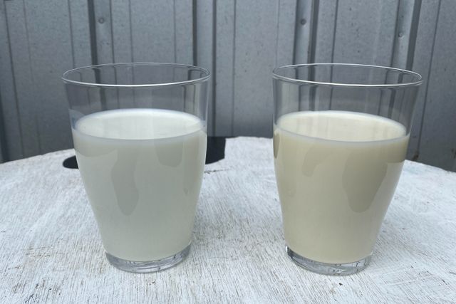 「なぜSNOWSは冬だけ？」アムール・デュ・ショコラの人気スイーツ、おいしさのヒントは“放牧酪農”　循環型再生農場でエコな素材づくり