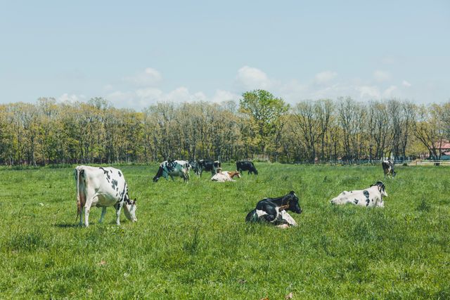 「なぜSNOWSは冬だけ？」アムール・デュ・ショコラの人気スイーツ、おいしさのヒントは“放牧酪農”　循環型再生農場でエコな素材づくり