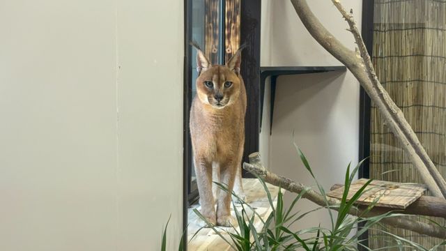 【国内唯一】オスの「カラカル」一般公開スタート　クラウドファンディングで来園実現　三重県多気町「ごかつら池どうぶつパーク」