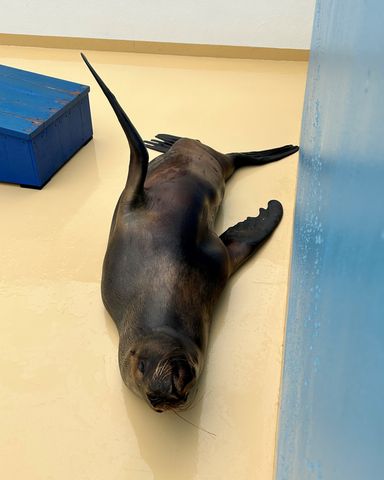 竹島水族館の人気者がジューンブライド　オタリアの「ラブちゃん」　三重の鳥羽水族館へ　繁殖のために今秋まで移動　