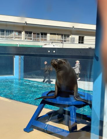 竹島水族館の人気者がジューンブライド　オタリアの「ラブちゃん」　三重の鳥羽水族館へ　繁殖のために今秋まで移動　