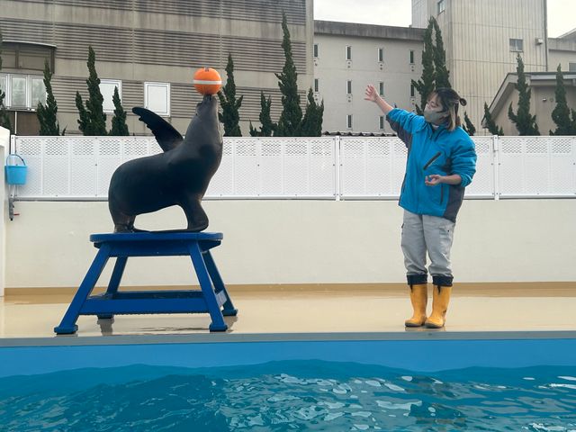 竹島水族館の人気者がジューンブライド　オタリアの「ラブちゃん」　三重の鳥羽水族館へ　繁殖のために今秋まで移動　