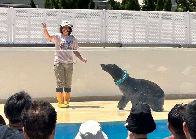 竹島水族館の人気者がジューンブライド　オタリアの「ラブちゃん」　三重の鳥羽水族館へ　繁殖のために今秋まで移動　
