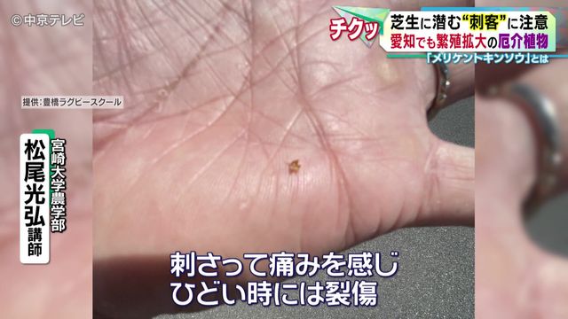 芝生に潜む“刺客”に注意 愛知でも繁殖拡大の厄介植物 「メリケントキンソウ」とは