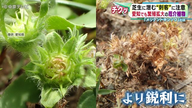 芝生に潜む“刺客”に注意 愛知でも繁殖拡大の厄介植物 「メリケントキンソウ」とは