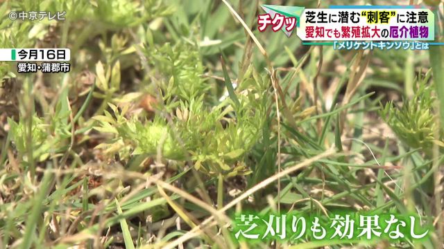 芝生に潜む“刺客”に注意 愛知でも繁殖拡大の厄介植物 「メリケントキンソウ」とは