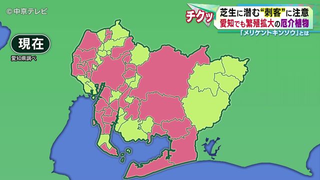 芝生に潜む“刺客”に注意 愛知でも繁殖拡大の厄介植物 「メリケントキンソウ」とは