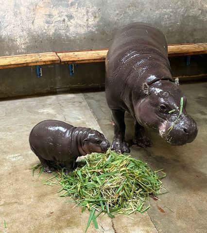 【東山動植物園】シセンレッサーパンダ＆コビトカバの赤ちゃん　10月17日から一般公開スタート　2頭のニューフェイスが同時にお目見え　