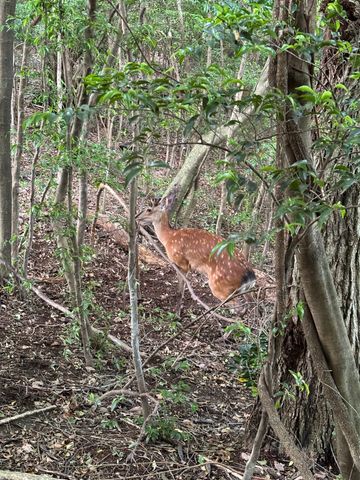 獣害問題に挑む学生たち　三重大学の狩猟サークル「トラッパーズ」　被害削減や技術継承に貢献　「技術を高めていくことがこれからの課題」　三重・津市