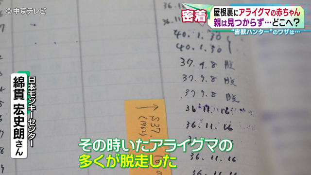 害獣ハンターに密着! 民家にすみ着いていたのはアライグマ この時期は子を守るために凶暴化の恐れも…