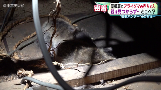 害獣ハンターに密着! 民家にすみ着いていたのはアライグマ この時期は子を守るために凶暴化の恐れも…